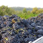 Prowansja / Anna Wyrzykowska i Mikołaj Wyrzykowski