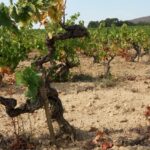 Prowansja / Anna Wyrzykowska i Mikołaj Wyrzykowski