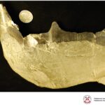 Prezentacja dotycząca odkrycia paleontologicznego w gminie Łagów / Piotr Szrek - Państwowy Instytut Geologiczny/Państwowy Instytut Badawczy / Radio Kielce