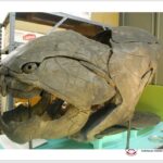 Prezentacja dotycząca odkrycia paleontologicznego w gminie Łagów / Piotr Szrek - Państwowy Instytut Geologiczny/Państwowy Instytut Badawczy / Radio Kielce