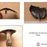 Prezentacja dotycząca odkrycia paleontologicznego w gminie Łagów / Piotr Szrek - Państwowy Instytut Geologiczny/Państwowy Instytut Badawczy / Radio Kielce