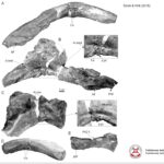 Prezentacja dotycząca odkrycia paleontologicznego w gminie Łagów / Piotr Szrek - Państwowy Instytut Geologiczny/Państwowy Instytut Badawczy / Radio Kielce