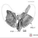 Prezentacja dotycząca odkrycia paleontologicznego w gminie Łagów / Piotr Szrek - Państwowy Instytut Geologiczny/Państwowy Instytut Badawczy / Radio Kielce