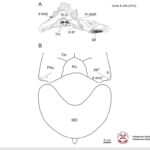 Prezentacja dotycząca odkrycia paleontologicznego w gminie Łagów / Piotr Szrek - Państwowy Instytut Geologiczny/Państwowy Instytut Badawczy / Radio Kielce
