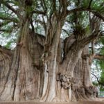 Meksyk / Mirosław Lubarski