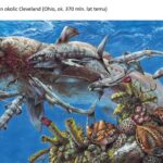 Prezentacja dotycząca odkrycia paleontologicznego w gminie Łagów / Piotr Szrek - Państwowy Instytut Geologiczny/Państwowy Instytut Badawczy / Radio Kielce