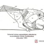 Prezentacja dotycząca odkrycia paleontologicznego w gminie Łagów / Piotr Szrek - Państwowy Instytut Geologiczny/Państwowy Instytut Badawczy / Radio Kielce