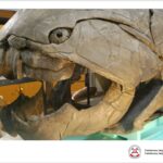 Prezentacja dotycząca odkrycia paleontologicznego w gminie Łagów / Piotr Szrek - Państwowy Instytut Geologiczny/Państwowy Instytut Badawczy / Radio Kielce