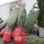 Przed świętami choinki przygotowują leśnicy ze wszystkich nadleśnictw w regionie / Michał Kita / Radio Kielce