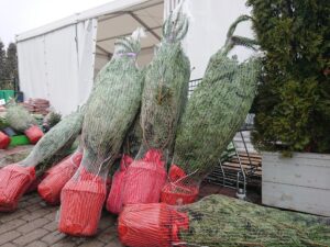 Przed świętami choinki przygotowują leśnicy ze wszystkich nadleśnictw w regionie / Michał Kita / Radio Kielce