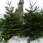 Choinki żywe i sztuczne na targu w Ostrowcu Świętokrzyskim / Emilia Sitarska / Radio Kielce