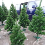 Choinki żywe i sztuczne na targu w Ostrowcu Świętokrzyskim / Emilia Sitarska / Radio Kielce