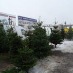 Choinki żywe i sztuczne na targu w Ostrowcu Świętokrzyskim / Emilia Sitarska / Radio Kielce