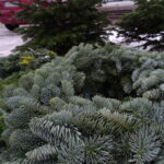 Choinki żywe i sztuczne na targu w Ostrowcu Świętokrzyskim / Emilia Sitarska / Radio Kielce