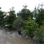 Choinki żywe i sztuczne na targu w Ostrowcu Świętokrzyskim / Emilia Sitarska / Radio Kielce