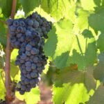 Prowansja / Anna Wyrzykowska i Mikołaj Wyrzykowski