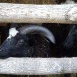 Kałków. Żywa szopka / Anna Głąb / Radio Kielce