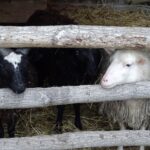 Kałków. Żywa szopka / Anna Głąb / Radio Kielce