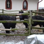 Kałków. Żywa szopka / Anna Głąb / Radio Kielce