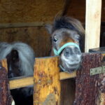 Żywa szopka przy klasztorze ojców franciszkanów / Anna Głąb / Radio Kielce