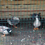 Żywa szopka przy klasztorze ojców franciszkanów / Anna Głąb / Radio Kielce