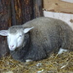 Żywa szopka przy klasztorze ojców franciszkanów / Anna Głąb / Radio Kielce