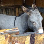 Żywa szopka przy klasztorze ojców franciszkanów / Anna Głąb / Radio Kielce