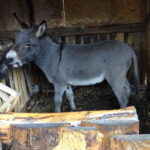 Żywa szopka przy klasztorze ojców franciszkanów / Anna Głąb / Radio Kielce