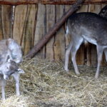 Żywa szopka przy klasztorze ojców franciszkanów / Anna Głąb / Radio Kielce