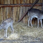 Żywa szopka przy klasztorze ojców franciszkanów / Anna Głąb / Radio Kielce