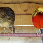 Żywa szopka przy klasztorze ojców franciszkanów / Anna Głąb / Radio Kielce