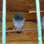 Żywa szopka przy klasztorze ojców franciszkanów / Anna Głąb / Radio Kielce