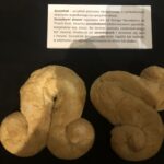 Szczodraki w Muzeum Okręgowym w Sandomierzu / Grażyna Szlęzak-Wójcik / Radio Kielce