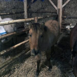 Sandomierz. Żywa szopka przy ulicy Trześniowskiej / Grażyna Szlęzak-Wójcik / Radio Kielce