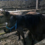 Sandomierz. Żywa szopka przy ulicy Trześniowskiej / Grażyna Szlęzak-Wójcik / Radio Kielce