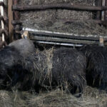 Sandomierz. Żywa szopka przy ulicy Trześniowskiej / Grażyna Szlęzak-Wójcik / Radio Kielce