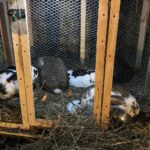 Sandomierz. Żywa szopka przy ulicy Trześniowskiej / Grażyna Szlęzak-Wójcik / Radio Kielce