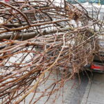 06.12.2018 Kielce. Pracownicy zieleni miejskiej sadzą drzewa na ulicy Sienkiewicza / Jarosław Kubalski / Radio Kielce