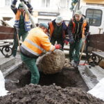 06.12.2018 Kielce. Pracownicy zieleni miejskiej sadzą drzewa na ulicy Sienkiewicza / Jarosław Kubalski / Radio Kielce