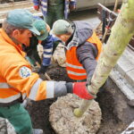 06.12.2018 Kielce. Pracownicy zieleni miejskiej sadzą drzewa na ulicy Sienkiewicza / Jarosław Kubalski / Radio Kielce