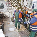 06.12.2018 Kielce. Pracownicy zieleni miejskiej sadzą drzewa na ulicy Sienkiewicza / Jarosław Kubalski / Radio Kielce