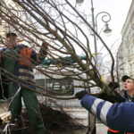 06.12.2018 Kielce. Pracownicy zieleni miejskiej sadzą drzewa na ulicy Sienkiewicza / Jarosław Kubalski / Radio Kielce