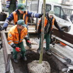 06.12.2018 Kielce. Pracownicy zieleni miejskiej sadzą drzewa na ulicy Sienkiewicza / Jarosław Kubalski / Radio Kielce