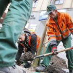 06.12.2018 Kielce. Pracownicy zieleni miejskiej sadzą drzewa na ulicy Sienkiewicza / Jarosław Kubalski / Radio Kielce