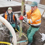 06.12.2018 Kielce. Pracownicy zieleni miejskiej sadzą drzewa na ulicy Sienkiewicza / Jarosław Kubalski / Radio Kielce