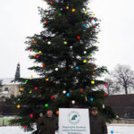 16-metrowa jodła z lasów w okolicach Jeleńca zdobi teren wokół sanktuarium na Jasnej Górze / Nadleśnictwo Ostrowiec Świętokrzyski