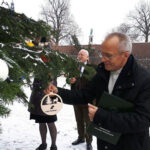 16-metrowa jodła z lasów w okolicach Jeleńca zdobi teren wokół sanktuarium na Jasnej Górze / Nadleśnictwo Ostrowiec Świętokrzyski