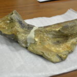 Konferencja dotycząca odkrycia paleontologicznego w gminie Łagów. / Marzena Mąkosa / Radio Kielce