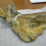 Konferencja dotycząca odkrycia paleontologicznego w gminie Łagów. Szczątki najstarszej w Europie ryby pancernej / Marzena Mąkosa / Radio Kielce