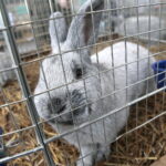 Wystawa gołębi i królików / Marzena Mąkosa / Radio Kielce